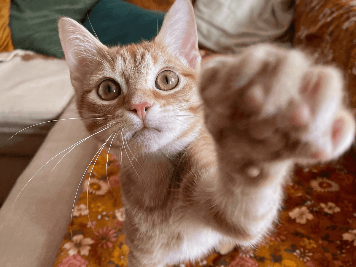 Chat qui tente d'attraper quelque chose avec sa patte