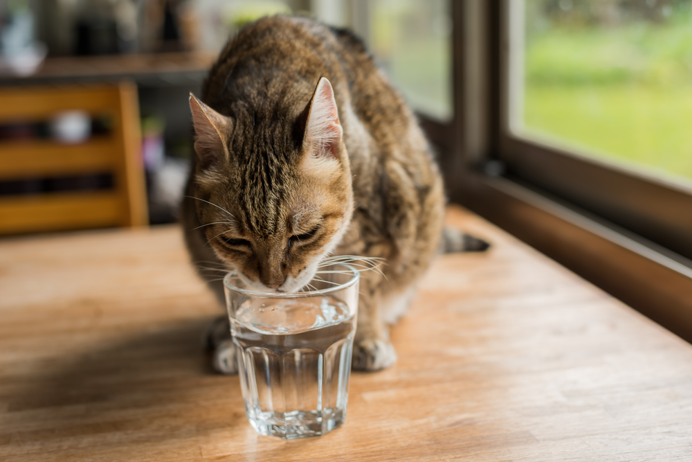 chat qui boit dans un verre d'eau  - Mon chat ne boit pas, est-ce normal ?