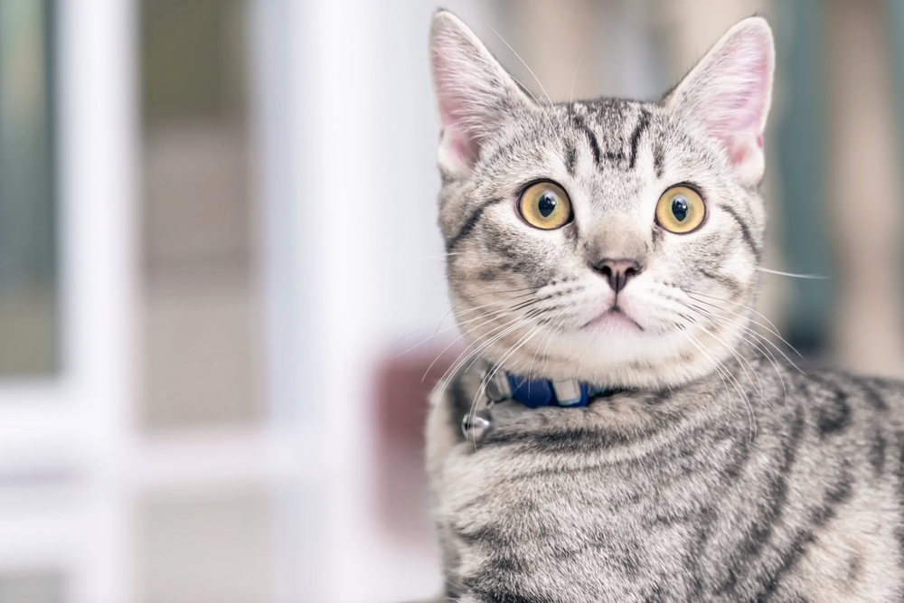 Mon chat pète beaucoup : pourquoi et que faire ? – Ziggy