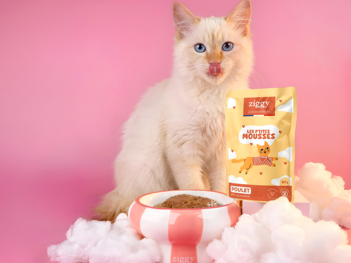 Alimentation du chaton stérilisé : un chaton au pelage crème derrière un sachet de mousse Ziggy au poulet et sa gamelle