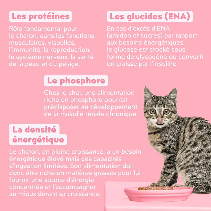 Pâtée Chaton Sans Céréales - Truite