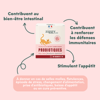 Bienfaits des probiotiques pour chat et chaton Ziggy qui contribuent au bien-être intestinal du chat