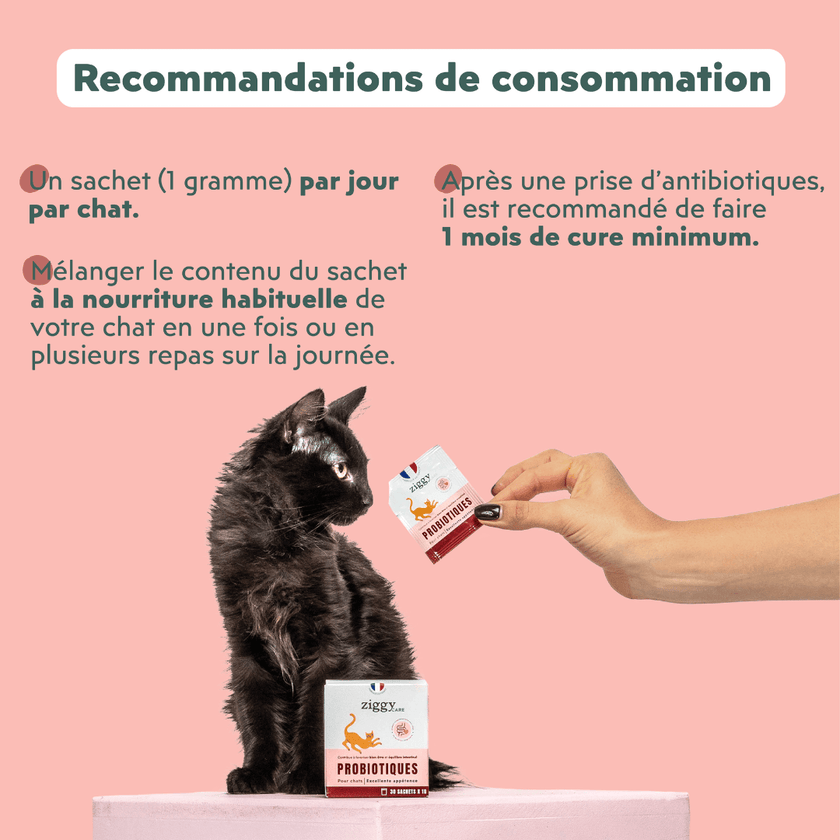 Recommandation et posologie des probiotiques pour chat et chaton Ziggy pour faciliter le transit chez le chat