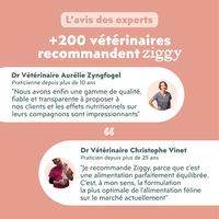 Avis de vétérinaire sur l'alimentation pour chat Ziggy