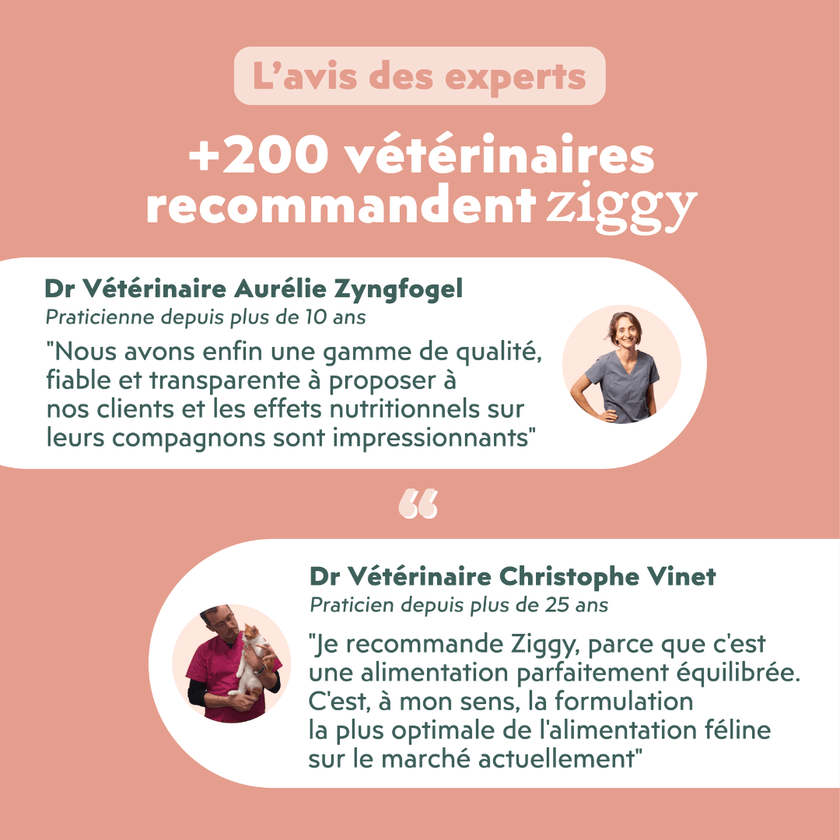 Avis de vétérinaire sur l'alimentation pour chat Ziggy