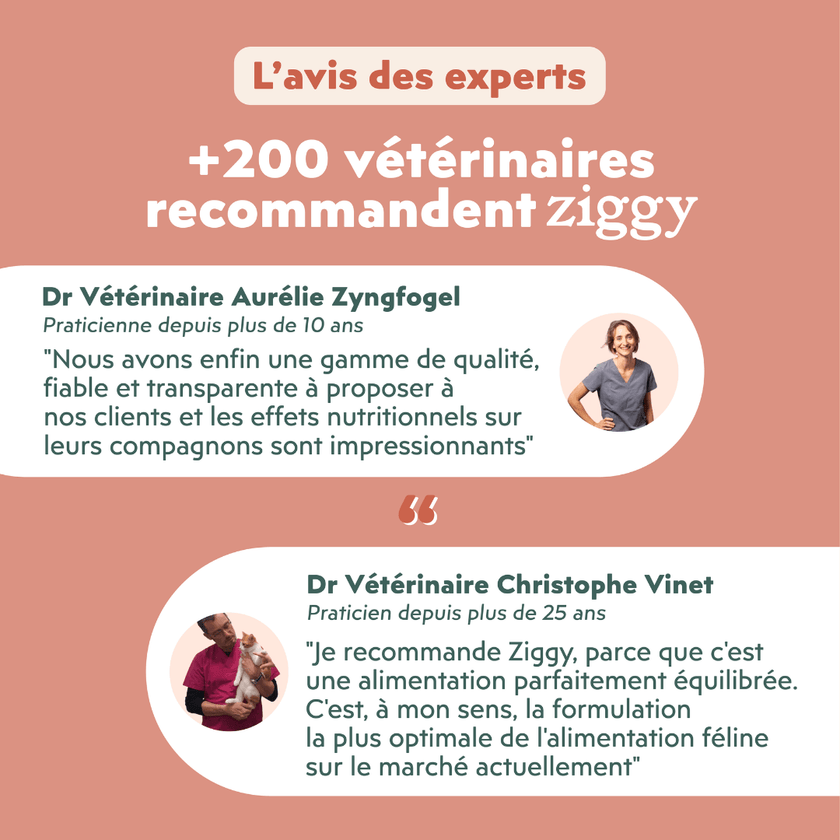 Avis vétérinaire des croquettes Ziggy pour chaton au poulet, saine et sans céréales