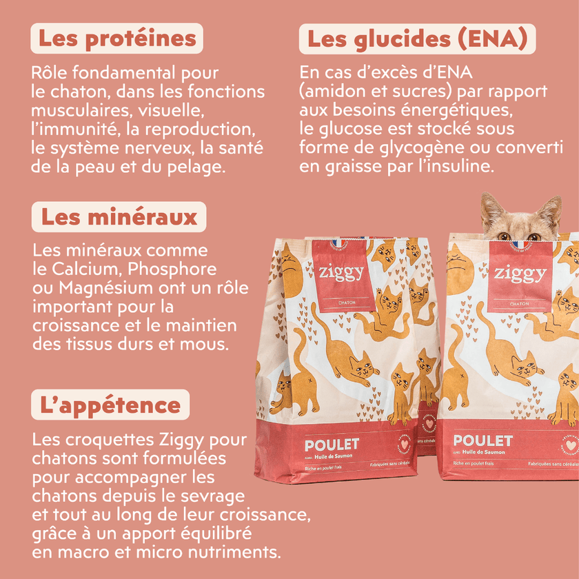 Composition des croquettes Ziggy pour chaton au poulet, saine et sans céréales