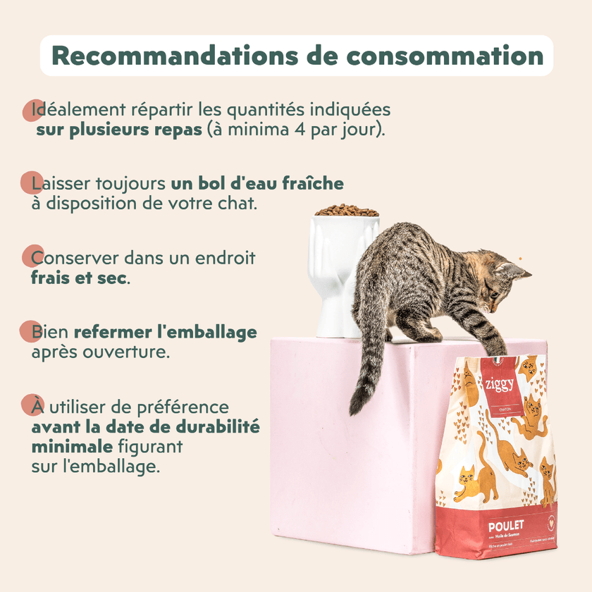 Recommandations de consommation des croquettes Ziggy pour chaton au poulet, saine et sans céréales