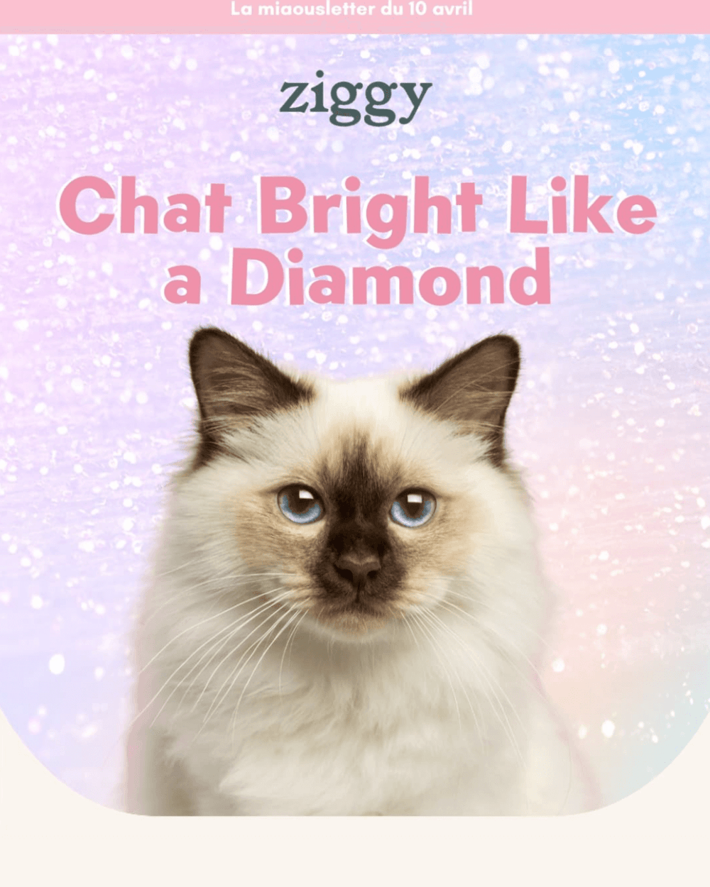 Preview de la miaousletter Ziggy du 10 avril 2025