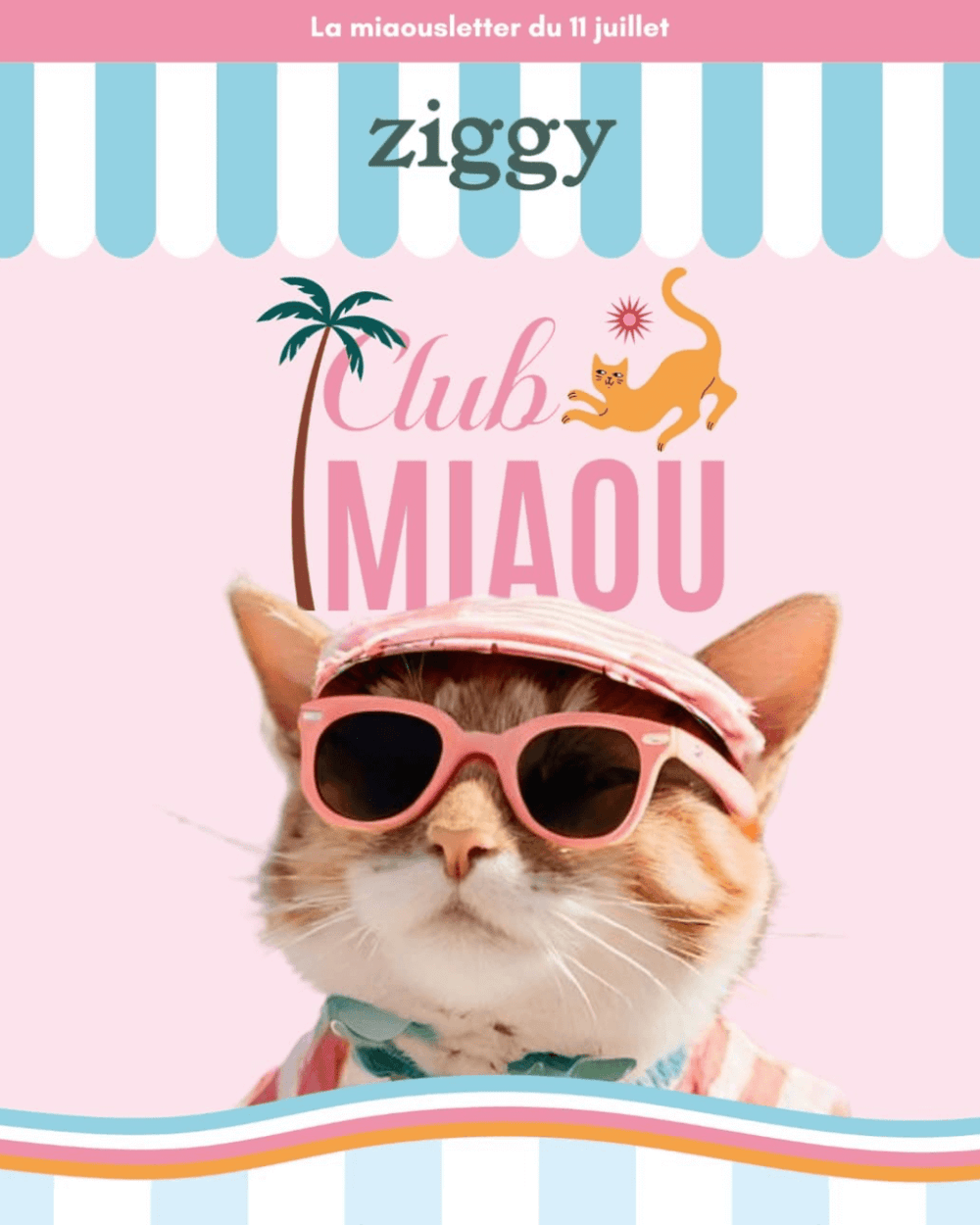 Preview de la miaousletter Ziggy du 11 juillet 2025