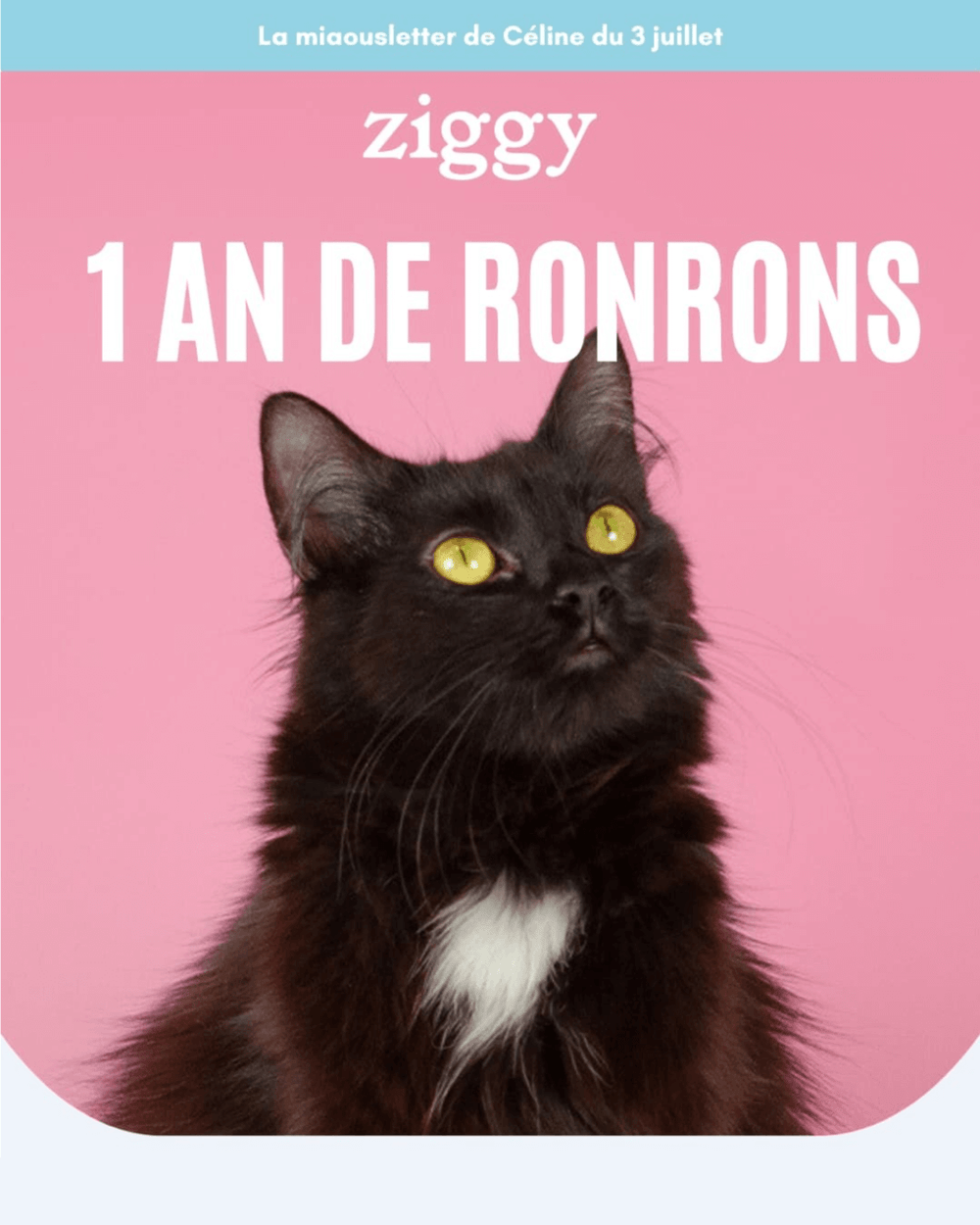 Preview de la miaousletter Ziggy du 3 juillet 2025