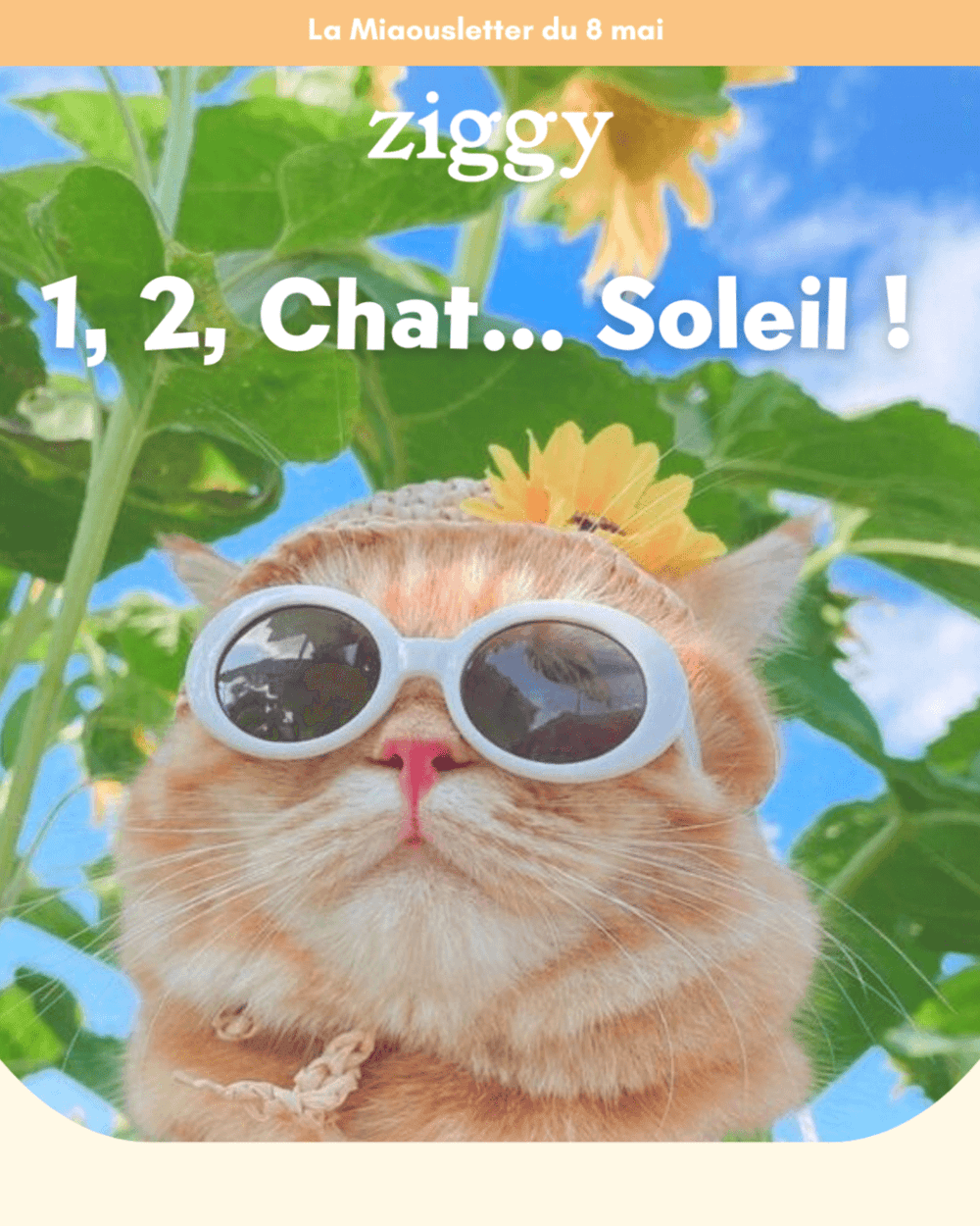 Preview de la miaousletter Ziggy du 8 mai 2025