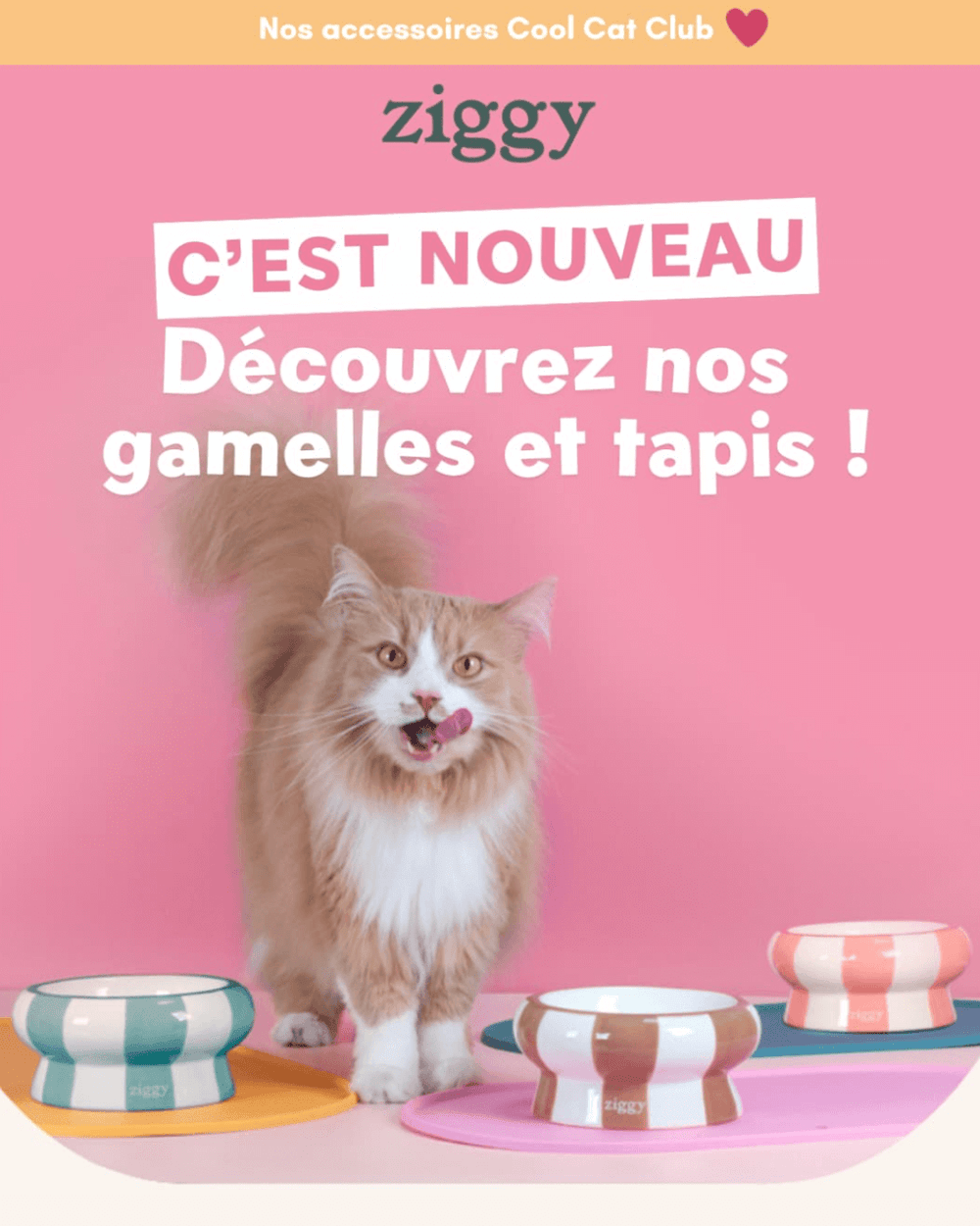 Preview de la miaousletter Ziggy pour le lancement de la gamme d'accessoires pour chat Ziggy