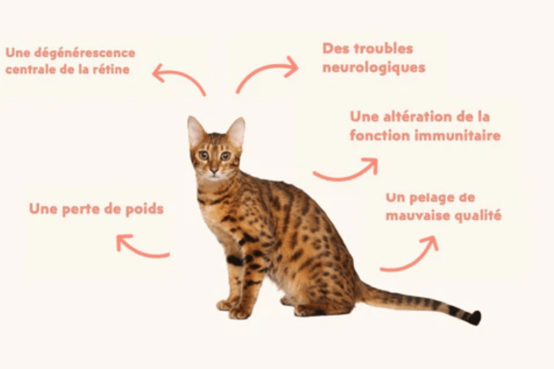 conséquences d'une alimentation carencée chez le chat 