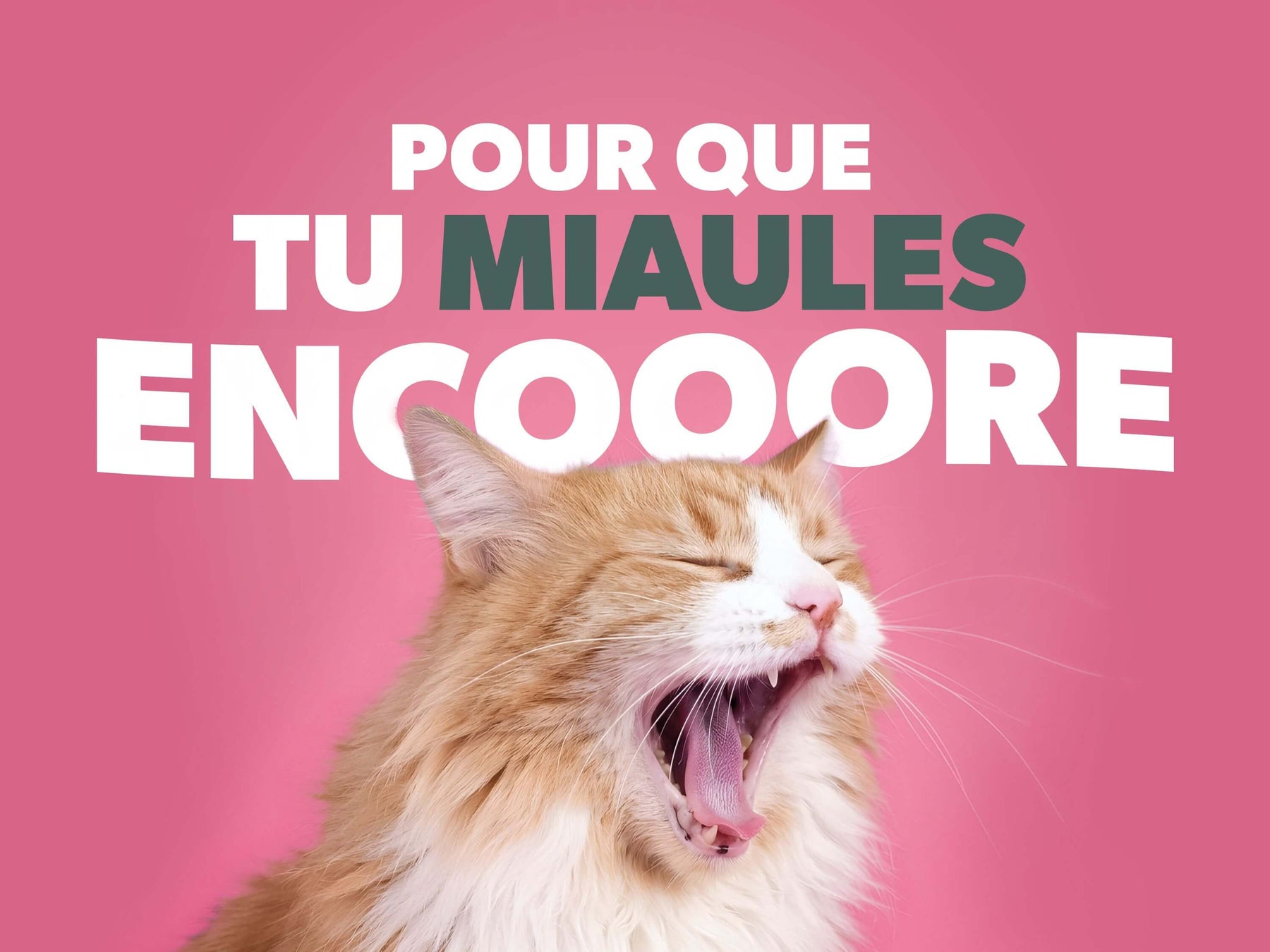 Campagne de communication Ziggy participe aux concerts de Céline Dion à Paris - pour que tu miaules encore