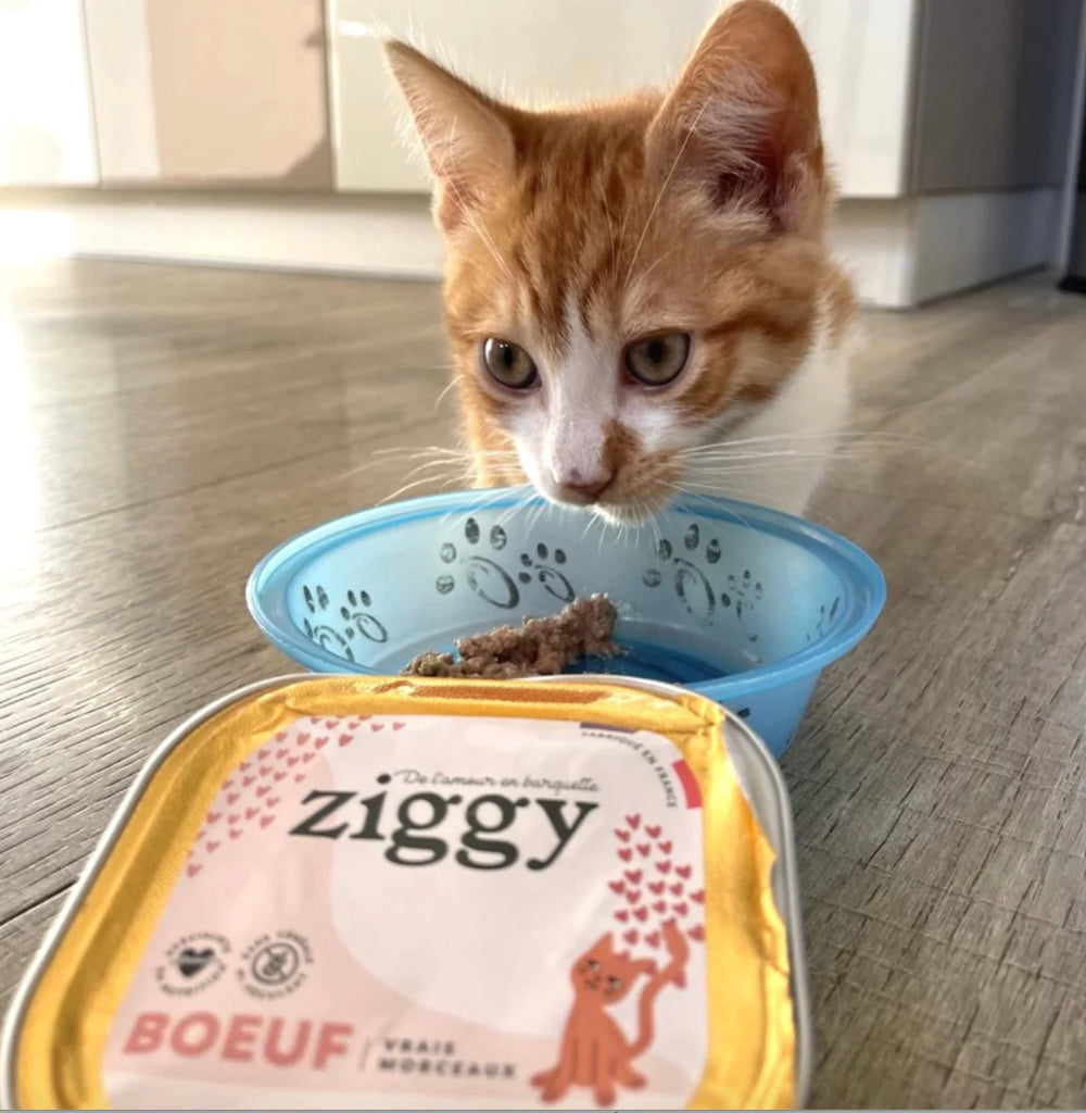 Bien nourrir mon chaton stérilisé – Ziggy