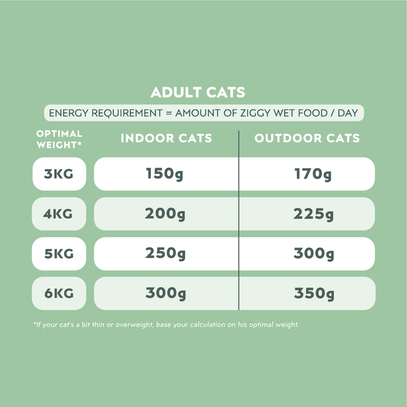 How Much Wet Food Should I Give My Cat: Expert Feeding Guide