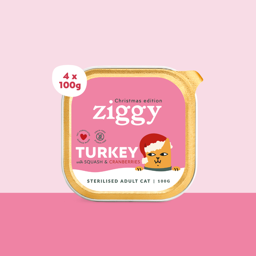 Weihnachtsfutter für Katzen Ziggy