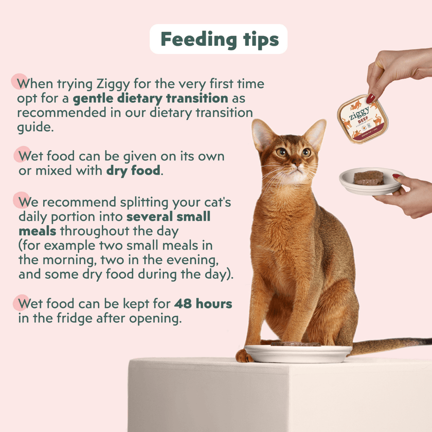 How to Transition Cat from Dry to Wet Food: Expert Tips