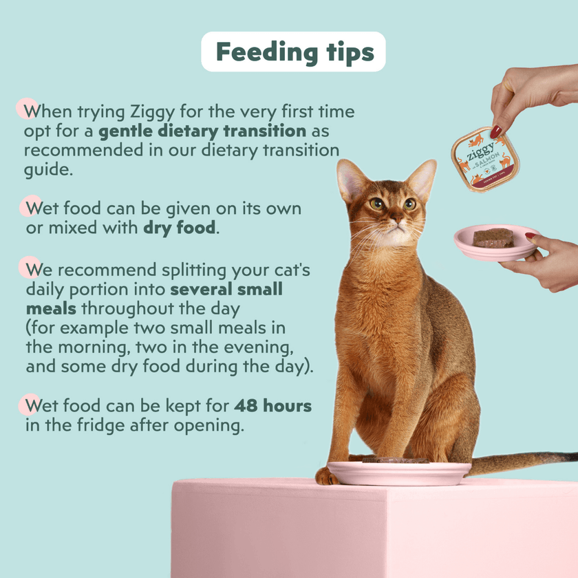 Senior cat food versus regular adult cat food