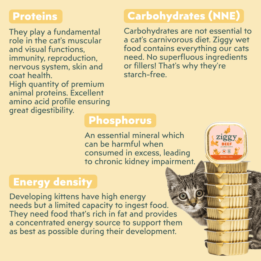 How Often Do Cats Need Wet Food: Essential Feeding Guide