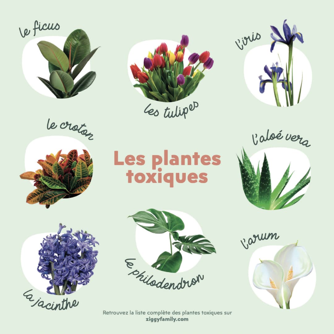 Plante toxique pour les chats