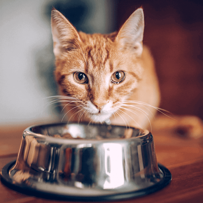 Un chat devant sa gamelle 