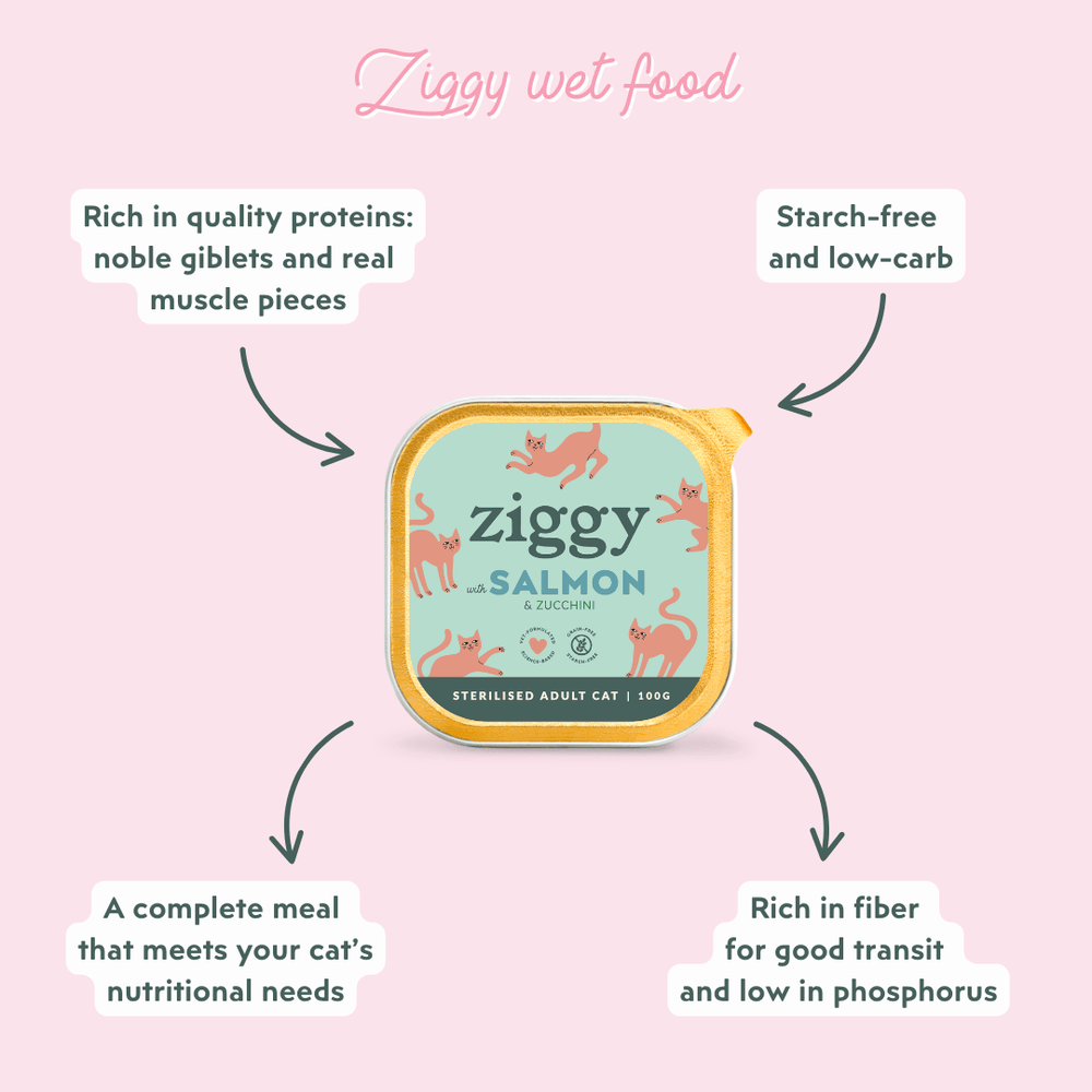 What is Nutritional Stress in Cats: Key Causes & Solutions