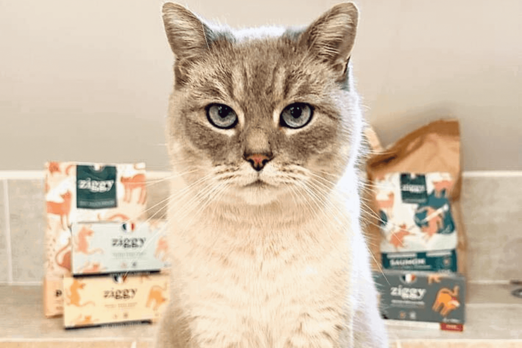 Chat avec des croquettes et des pâtées 