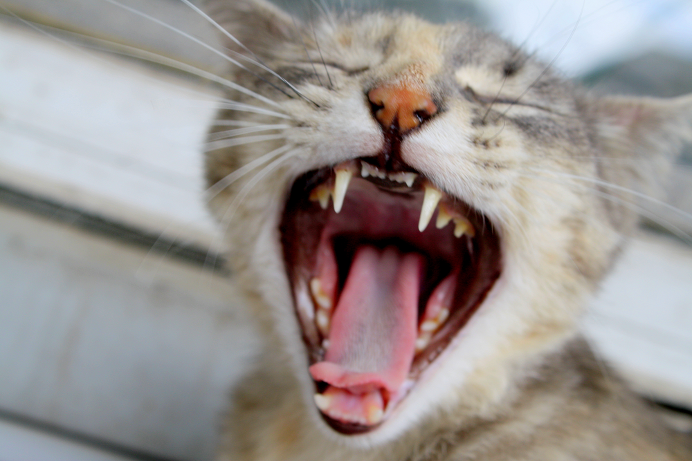 chat qui montre ses dents - 15 idées reçues sur l’alimentation de votre chat