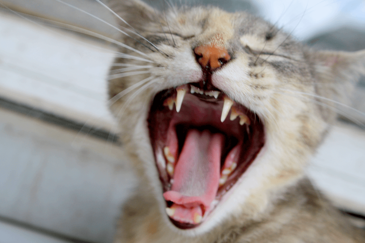 chat qui montre ses dents