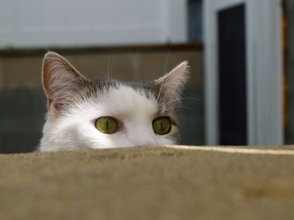 Chat qui espionne - 10 preuves que nos chats sont des espions