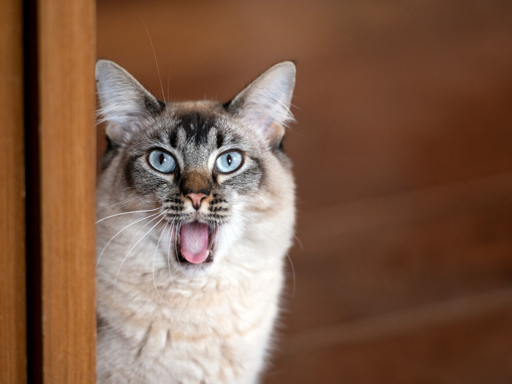 Chat qui a mauvaise haleine - Mauvaise haleine chez le chat : comprendre et traiter ce problème