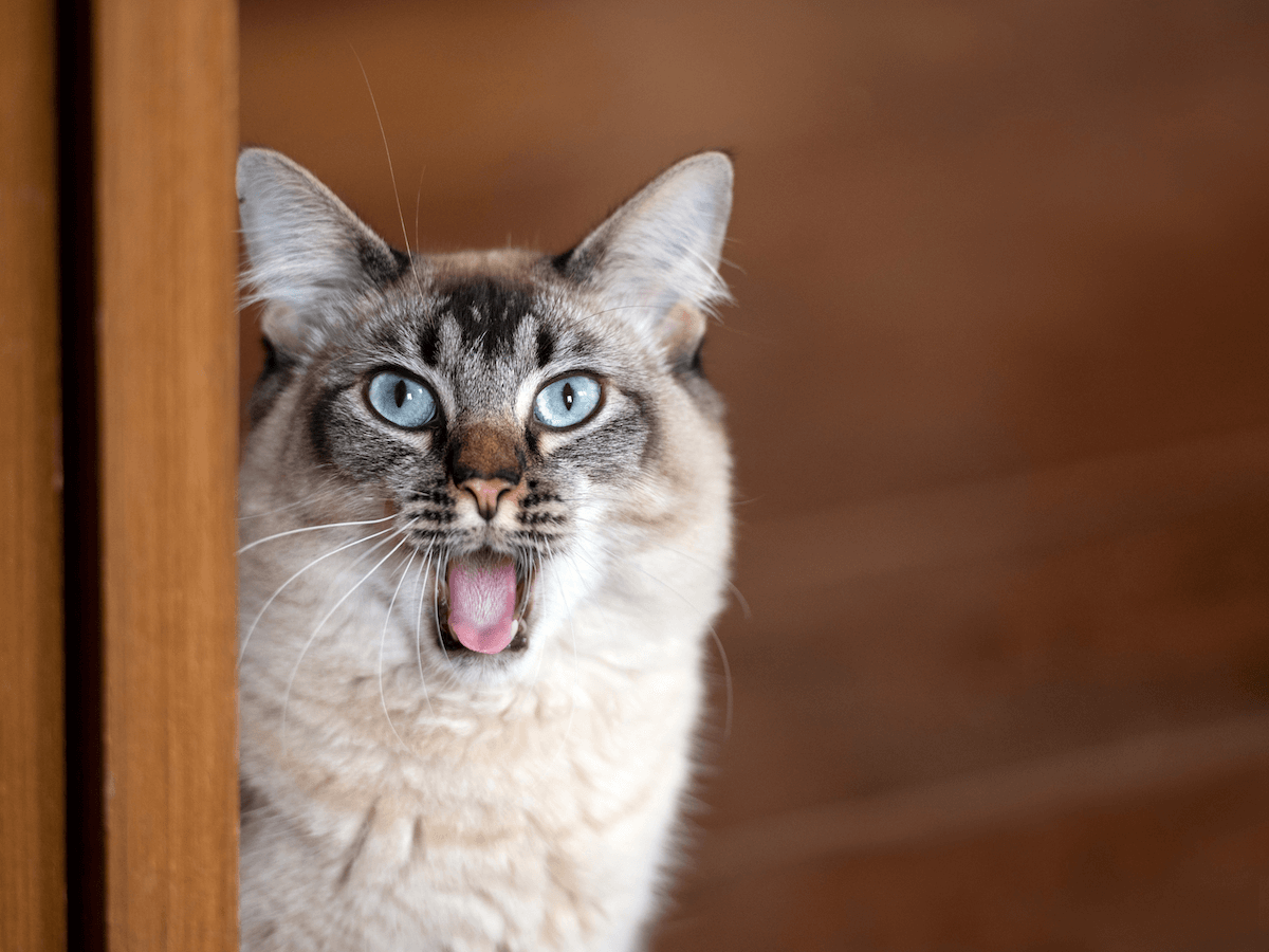 Chat qui a mauvaise haleine