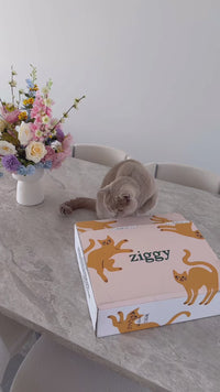 Unboxing pâtée Ziggy pour chat stérilisé, découverte de la gamme poulet et saumon