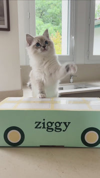 Unboxing croquettes Ziggy sans céréales pour chaton, découverte de la gamme poulet