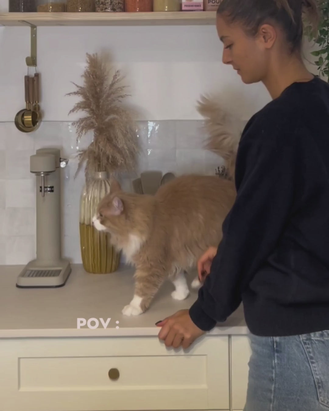Vidéo d'un chat adulte roux qui mange et goûte les probiotiques Ziggy pour chat et chaton pour faciliter son transit