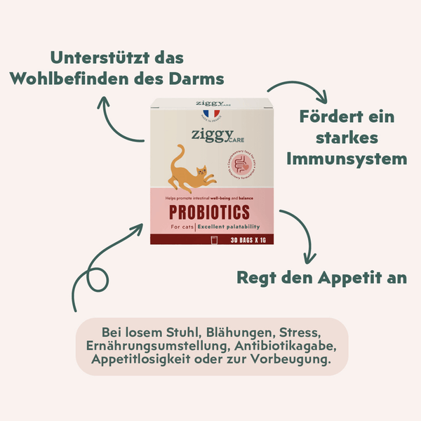 Bienfaits des probiotiques pour chat et chaton Ziggy qui contribuent au bien-être intestinal