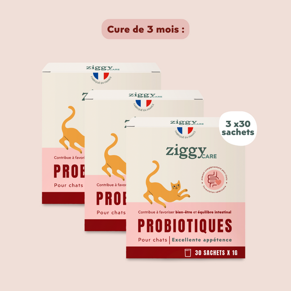 1 sachet de probiotiques de 1g Ziggy pour chat et chaton qui améliorent la digestion chez le chat