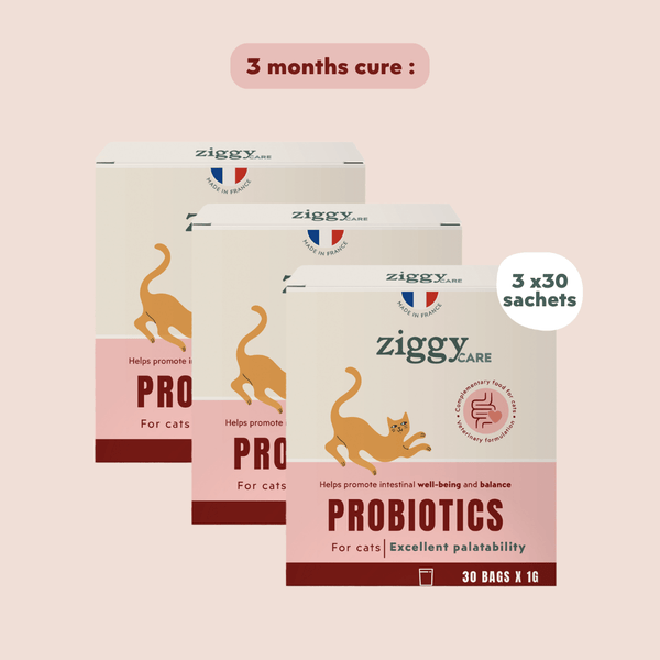 1 sachet de probiotiques de 1g Ziggy pour chat et chaton qui améliorent la digestion chez le chat