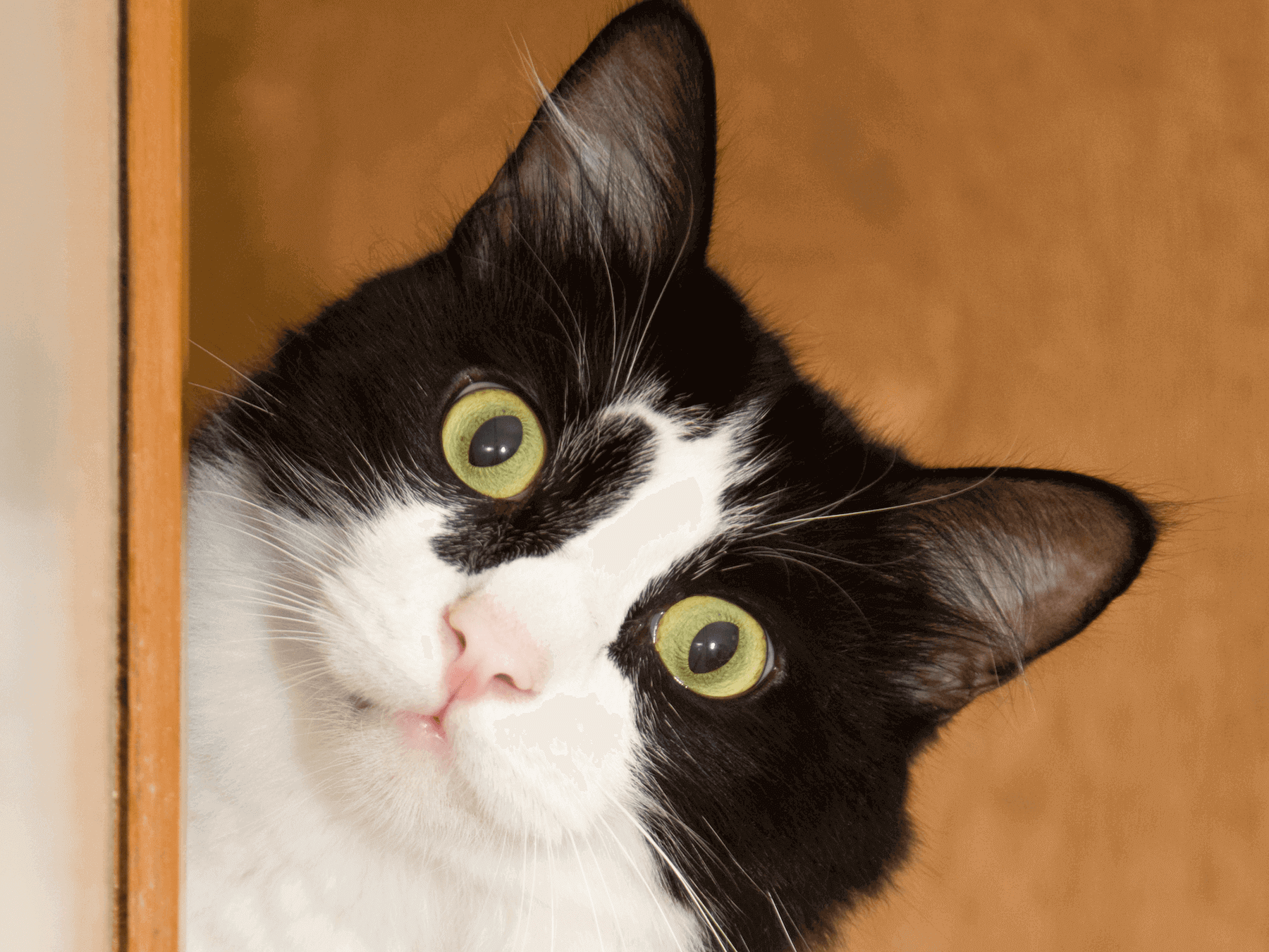 Pourquoi donner des probiotiques à son chat ? 