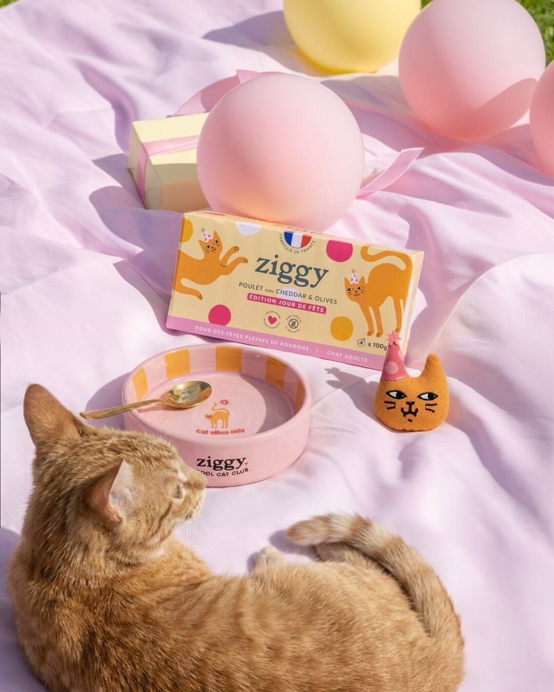 Chat adulte stérilisé à côté du coffret Jour de Fête pour chat Ziggy
