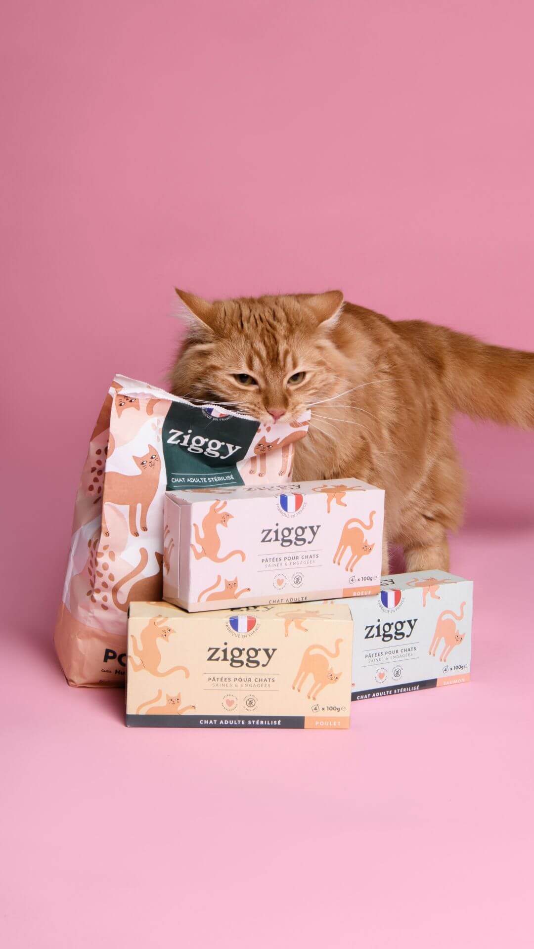 Coffret Ziggy Stérilisé Poulet, chat posé à côté du coffret