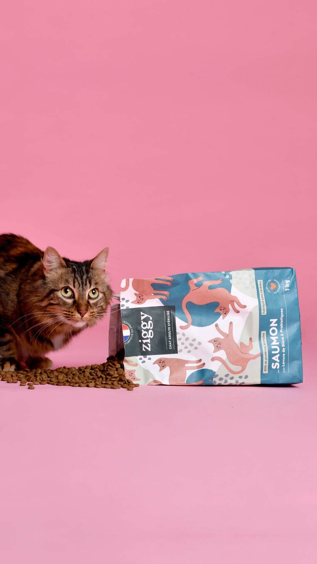 Croquettes Ziggy Maine Coon Poulet sans céréales 2,5kg, chat assis à côté du paquet