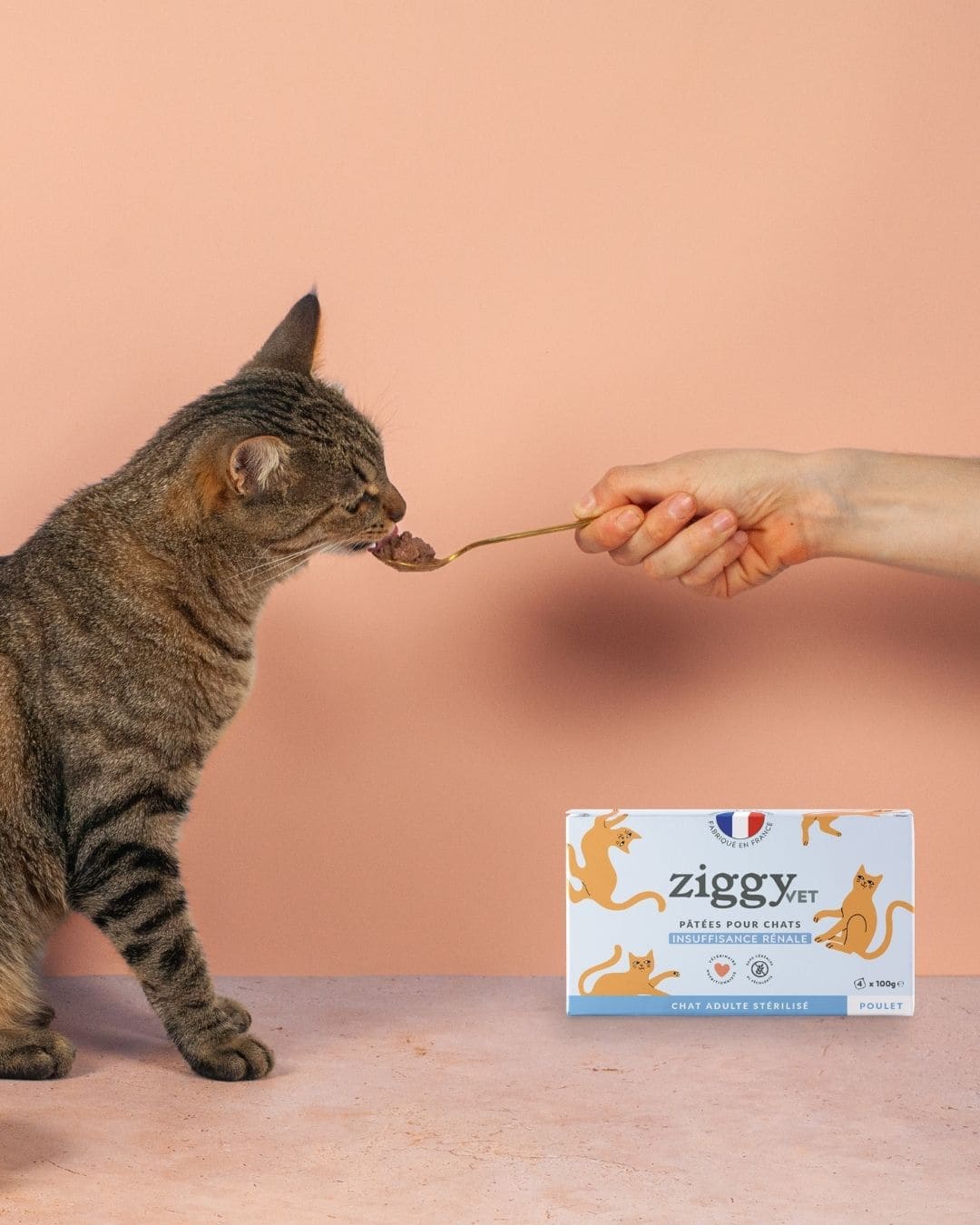 Pâtée Ziggy Rénal Saumon, mise en situation avec un chat