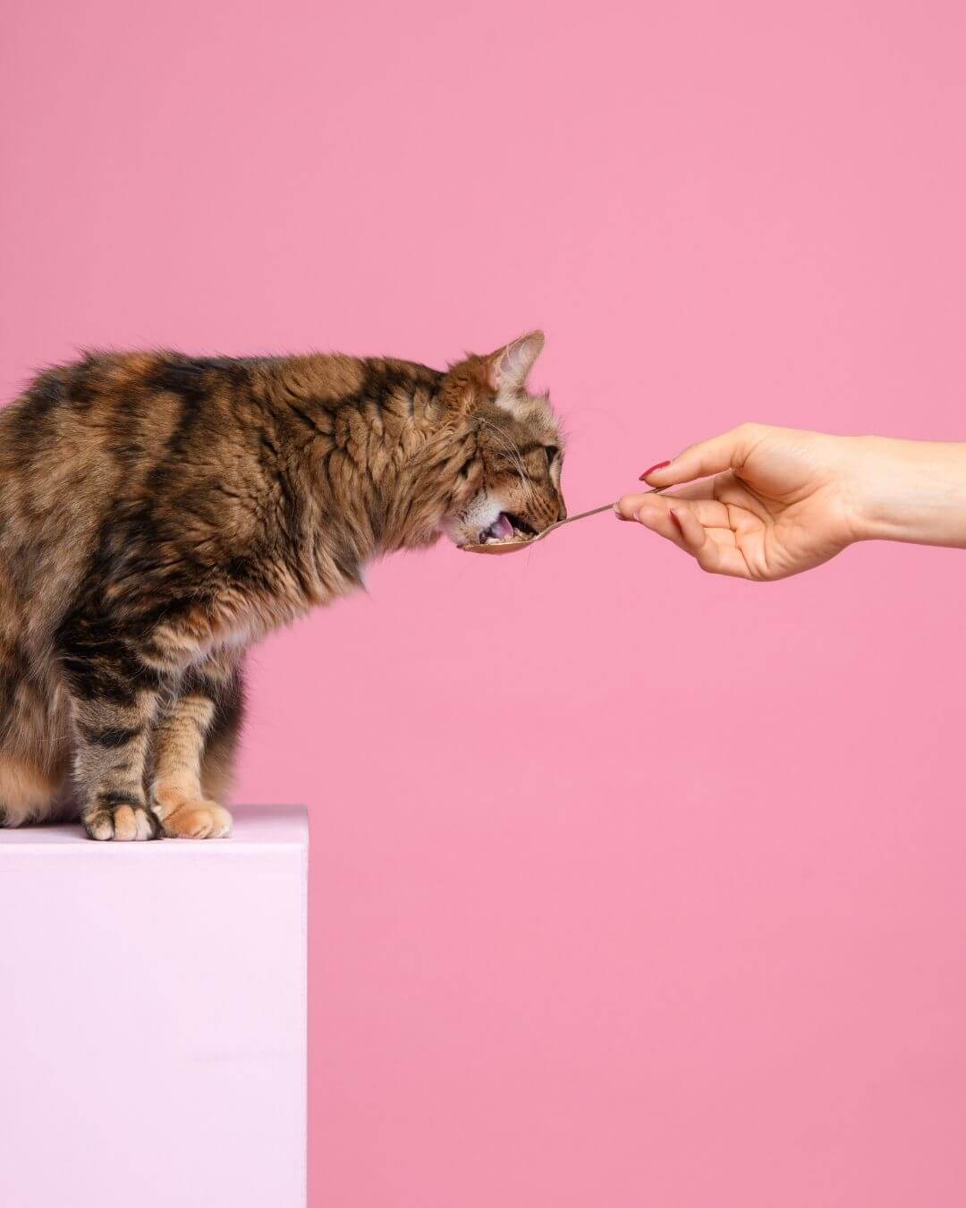 Pâtée Ziggy Rénal, mise en situation avec un chat