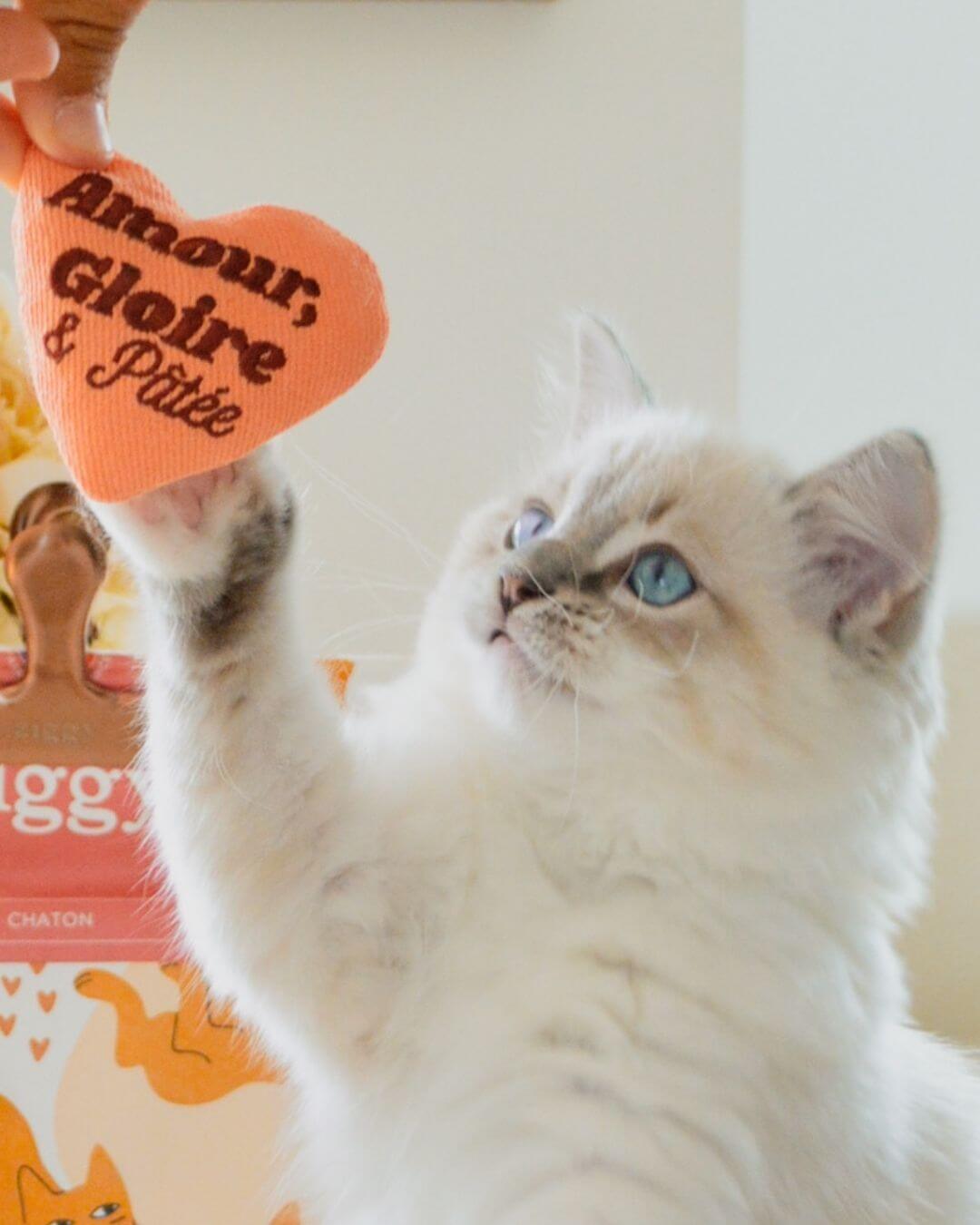 Peluche Amour Gloire et Pâtée Ziggy, chaton blanc jouant
