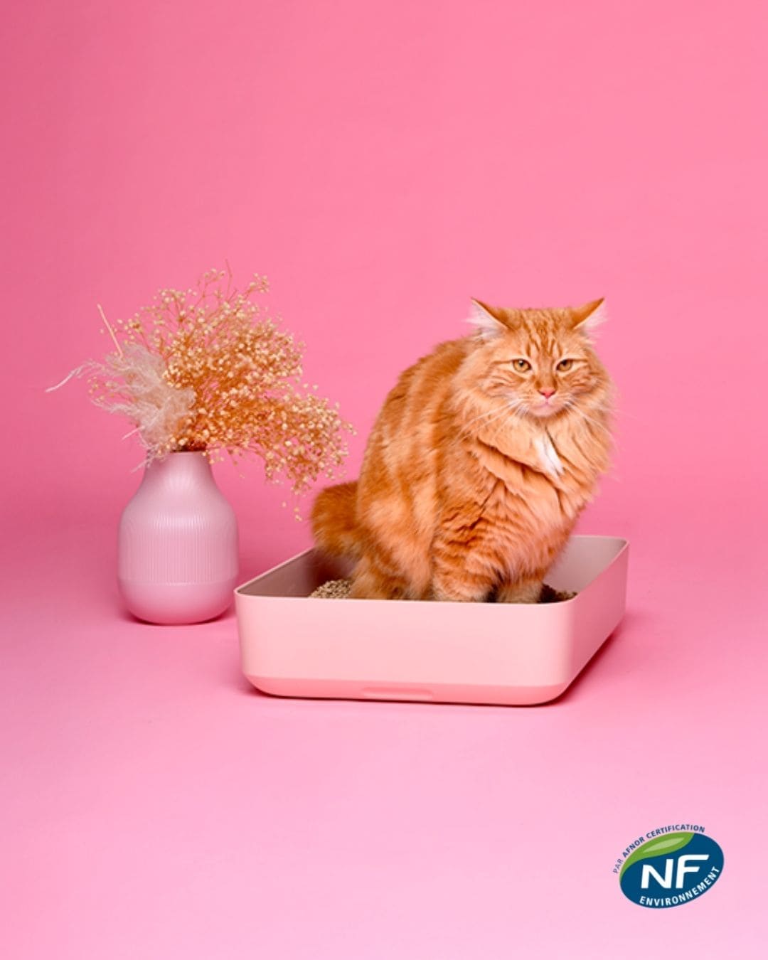 100% Natural Plant-Based Litter for Cats - 10L – Ziggy