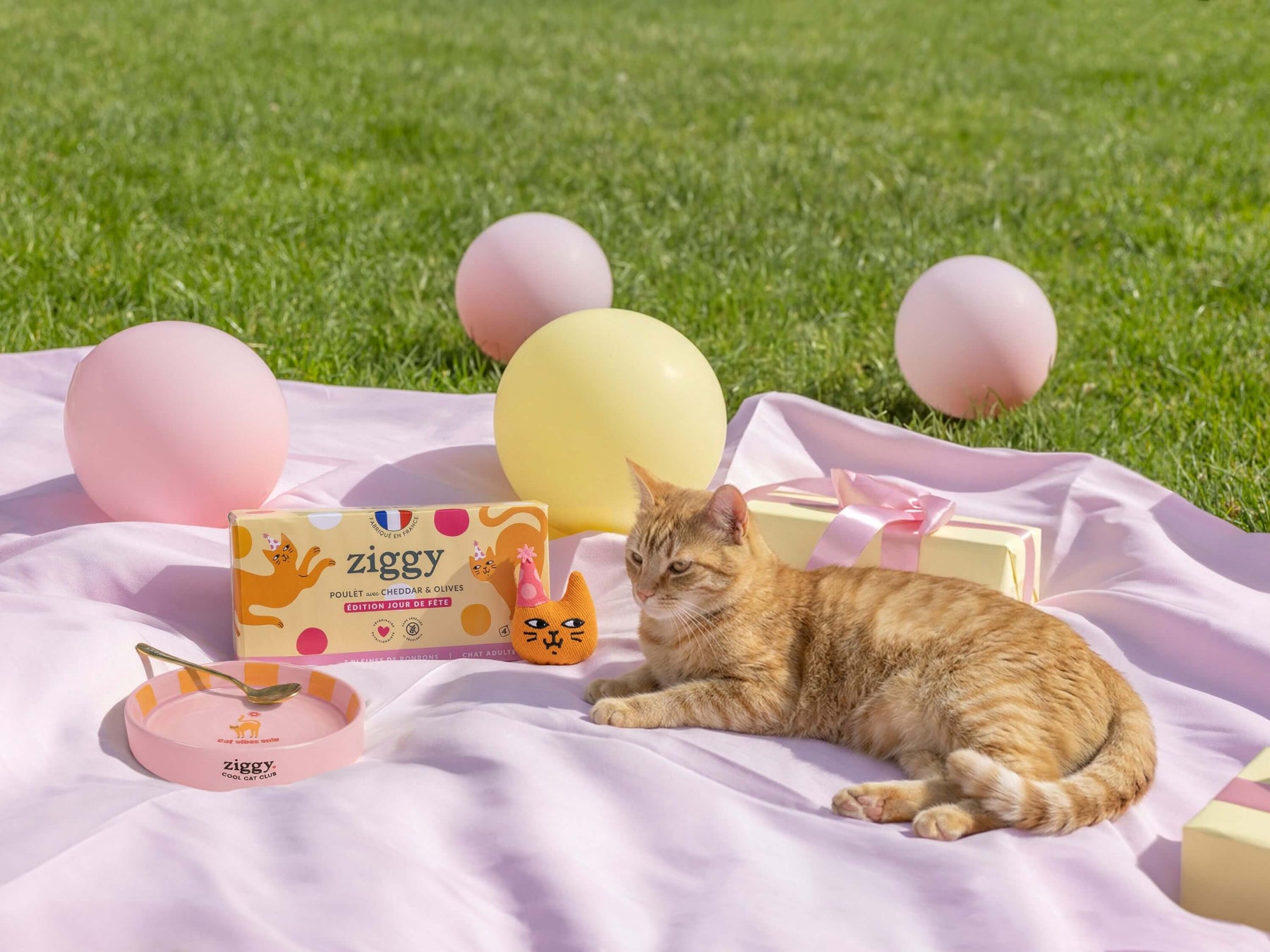 Chat adulte stérilisé qui est allongé à côté du coffret jour de fête pour chat Ziggy