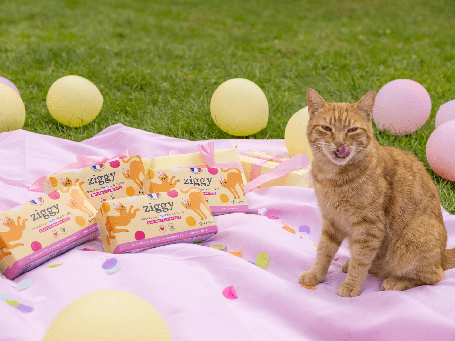 Chat roux avec pâtée Ziggy Édition Jour de Fête, poulet cheddar et olives pour chat adulte